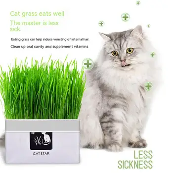 Pet catgrass Topraksız Set Aperatif Topu Temiz Mide Catgrass Topu Kedi Aperatif Temiz Oyuncak Kedi oyuncak tohum içermez